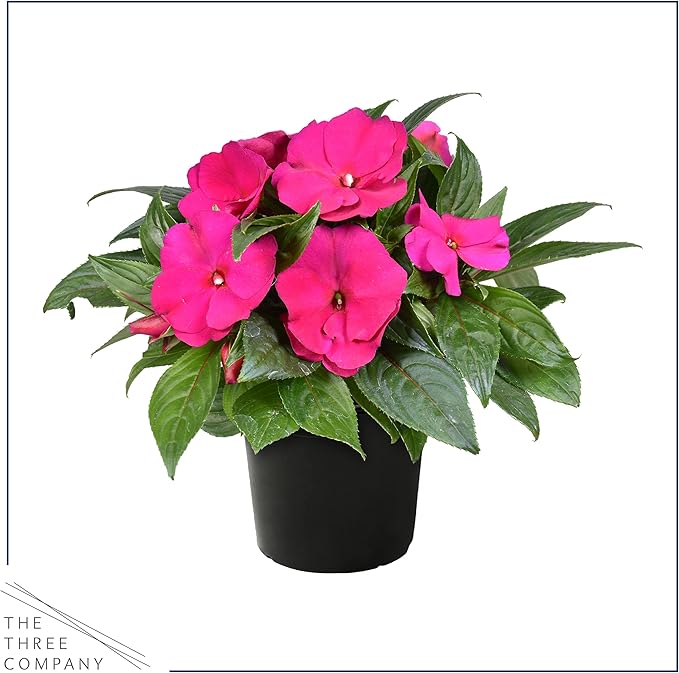 Live Flowering New Guinea Impatiens - Shades of Pink (2 Plants Per Pack) - Beautiful Shade Flowers - 12" Tall by 5" Wide in 1 Qt Pot