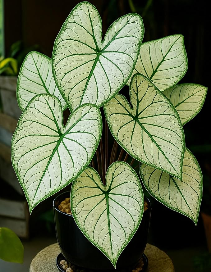 2 Emerald Veins Caladium Bulbs for Planting - Beautiful Leafs Stand Out - Does Well Indoors