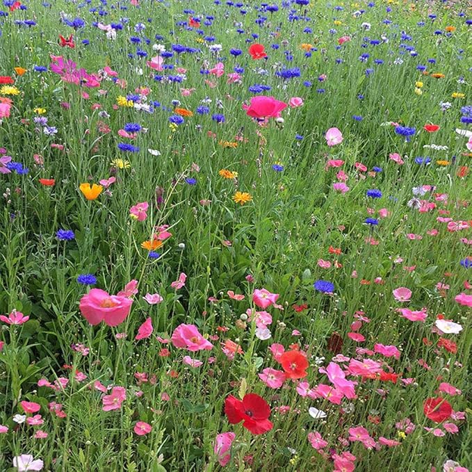 UtopiaSeeds Summer and Spring Wildflower Seed Mix - Quick Blooming - Easy to Grow