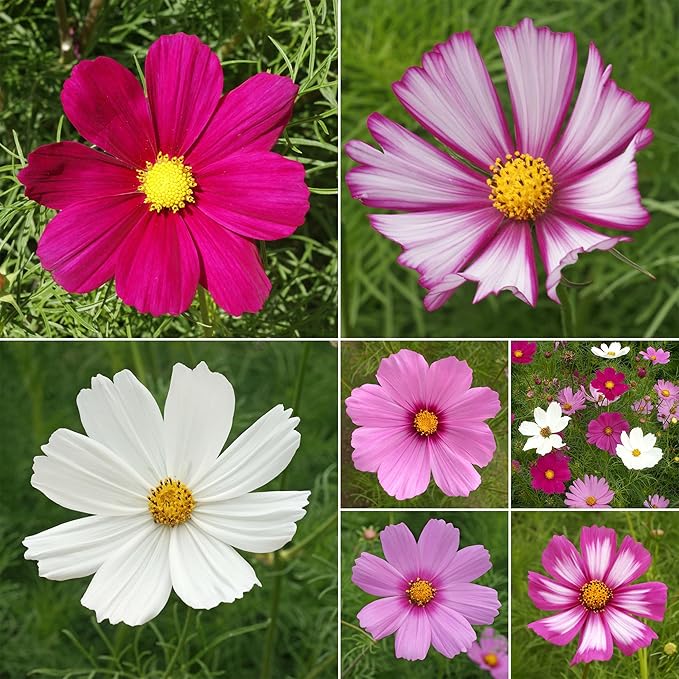 Ferry Morse Flower Seeds - Non-GMO, Full Sun, Outdoor, Cosmos Mix - 1 lb
