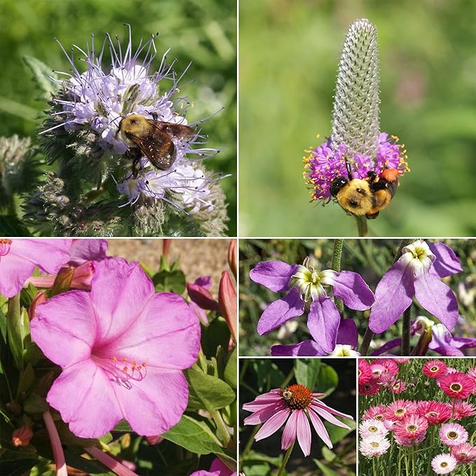 Ferry-Morse Flower Seeds - Pink and Purple Mix, Non-GMO, Cut Flower, Coreopsis, Coneflower - 1 lb