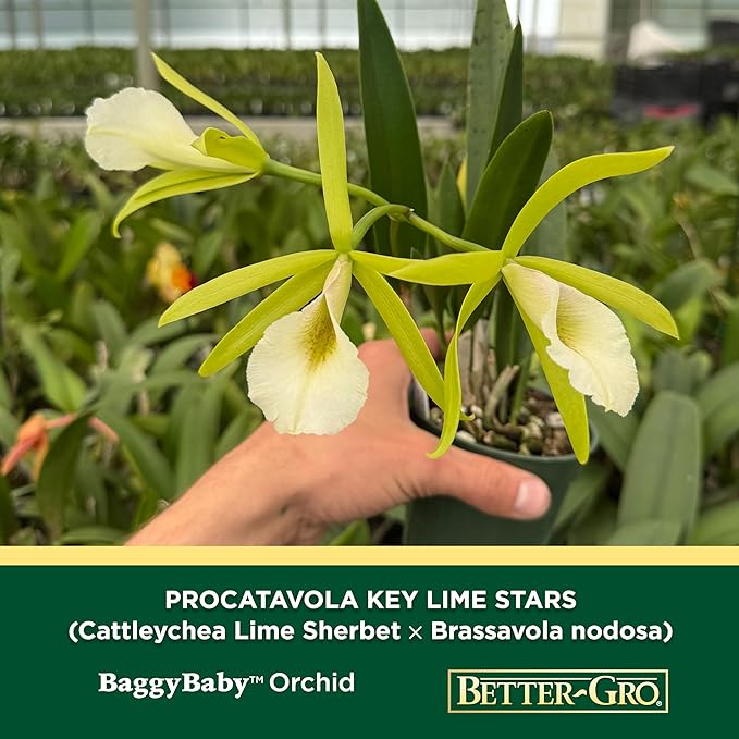 Better-Gro Easy-Growing Brassavola Hybrid, Procatavola Key Lime Stars, 4" Live Plant, Blooms in 6-12 Months with Proper Care, White and Green Star-Shaped Bloom, Fragrant, Selected by Master Growers