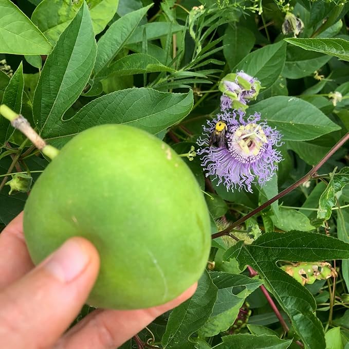 Plant Good Seed Purple Passionflower Seeds for Planting: Maypop, Green Passionfruits - 20 Seed Packet