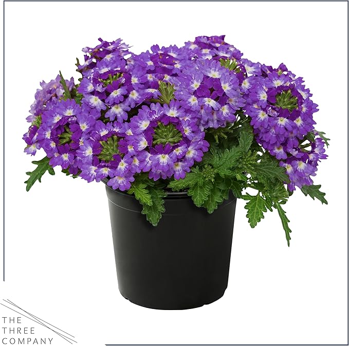 Live Flowering Verbena - Purple Bicolor (3 Plants Per Pack) - Healthy Flowering Plant - Beautiful Spring Color - 10" Tall by 5" Wide in 1Qt Pot