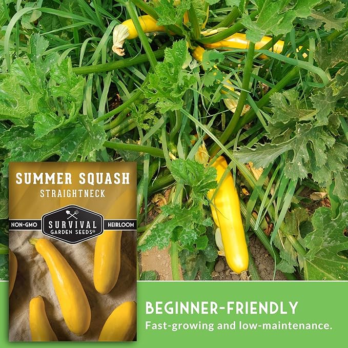 Survival Garden Seeds - Straightneck Summer Squash Seed for Planting - 5 Packets with Instructions to Plant and Grow Yellow Squash in Your Home Vegetable Garden - Non-GMO Heirloom Variety