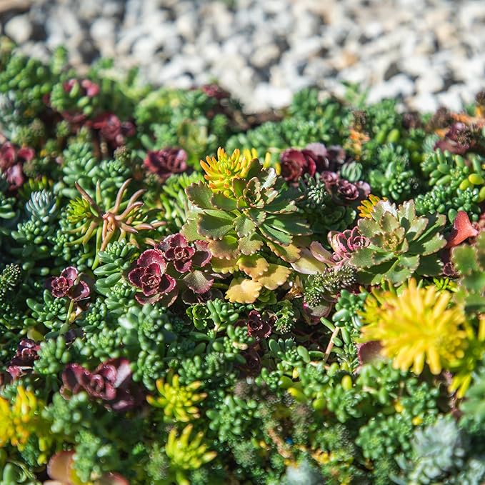 Non-Toxic 10 in. x 20 in. Sedum Groundcover Mat, Live Succulents, Pet Friendly Plants for Cats & Dogs, Drought Resilient, Hardy Stonecrop for Landscaping, Easy Care
