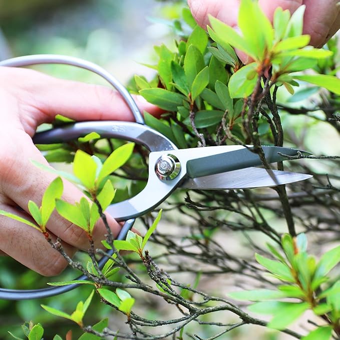 KAKURI Bonsai Scissors Made in Japan 7.5", Japanese Stainless Steel Blade, Traditional Bonsai Shears for Pruning and Trimming