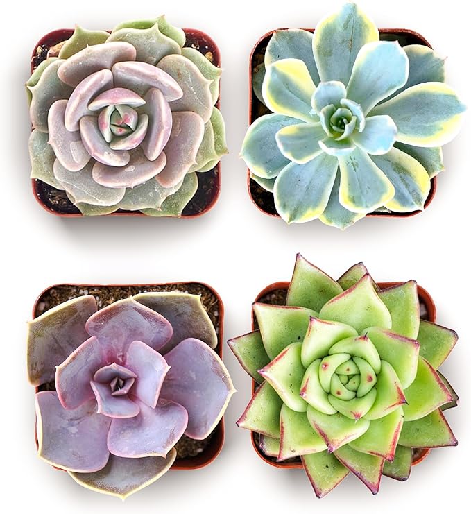 Shop Succulents Blush Rosette Succulent Plant Pack – Live Mini Rosette Succulents, Soft Pastel Colors, Low Maintenance Plants – Wedding Favors, Gifts & Home Decor, 2" Pots