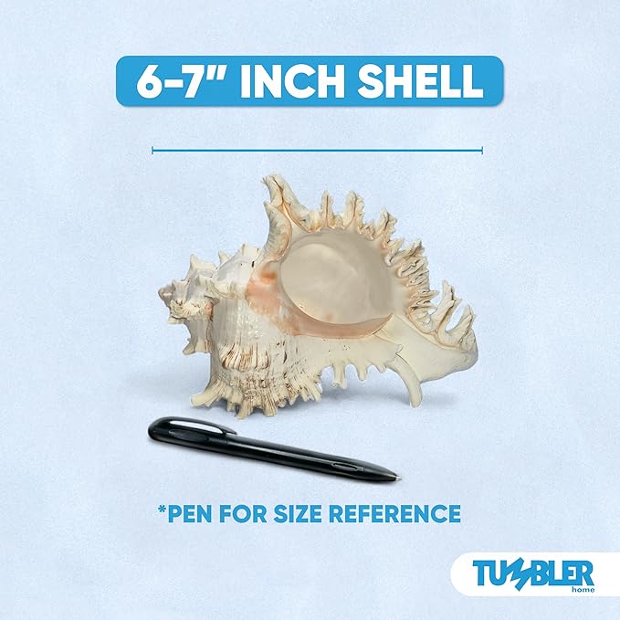 Tumbler Home Large Conch Sea Shells for Decorating or Fish Tank, Coastal & Nautical Decor, Air Plant Holder, Aquarium Ornaments, Big Sea Shell, Decorative Seashells, Beach Party Decor (Murex)