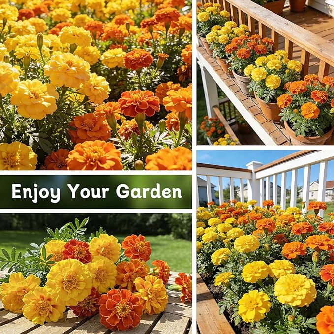 LUOJIBIE French Marigold Seeds for Planting Outdoors, Giant Marigold Flowers Seeds Bulk for 2026, Over 4,000+ Seeds Prolific Blooms, Ideal for Vibrant Pollinator Gardens