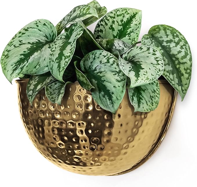 Allegorie Metal Wall Planter | Indoor or Outdoor Hanging Plant Pot | Farmhouse Decor & Boho Kitchen Decoration for Herbs & Succulents and Living Wall 12x7 (Gold)