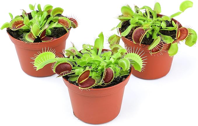 3 Inch Live Venus Fly Trap Live Plant 3PK, Venus Fly Trap Soil, Live Venus Flytrap Live Plants Indoor Plants Live Houseplants, Venus Fly Trap Pot, Venus Fly Trap Plant House Plants by Plants for Pets
