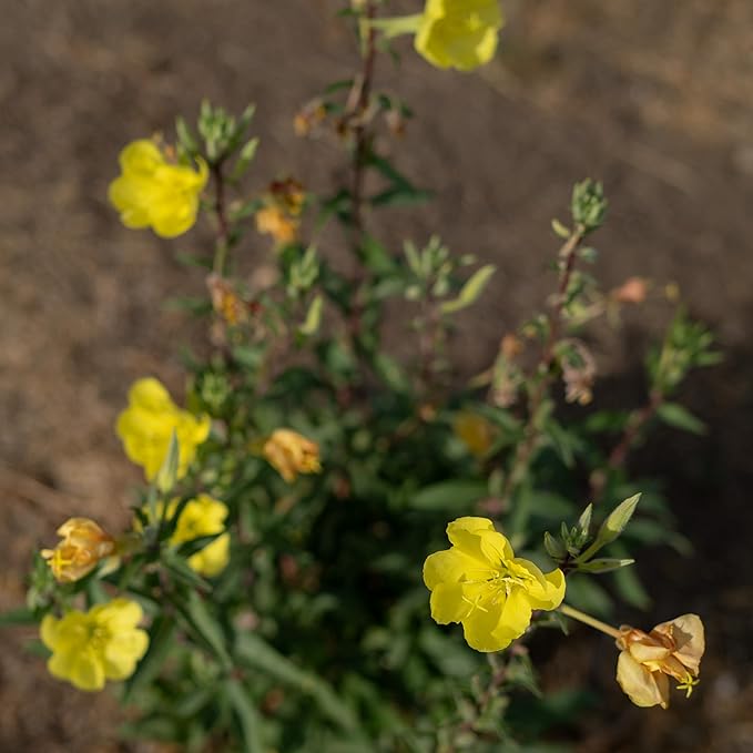 Plant Good Seed Organic Large Flowered Evening Primrose Seeds - Pack of 175, Heirloom Seeds for Planting Herbs, Flowers - Gardening Supplies, Herb Garden - Non-GMO, from USA