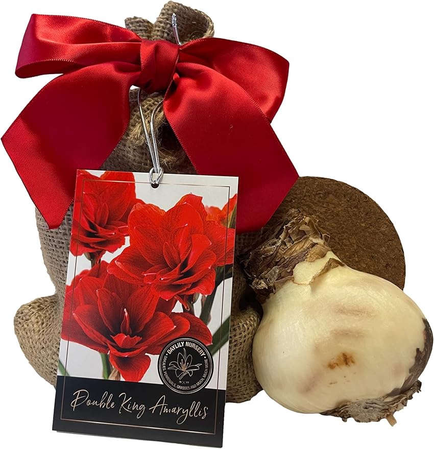 Amaryllis Holiday Gift Growing Kit, Includes an Rustic Tin Pot, Double King Bulb, and Professional Growing Medium!!!