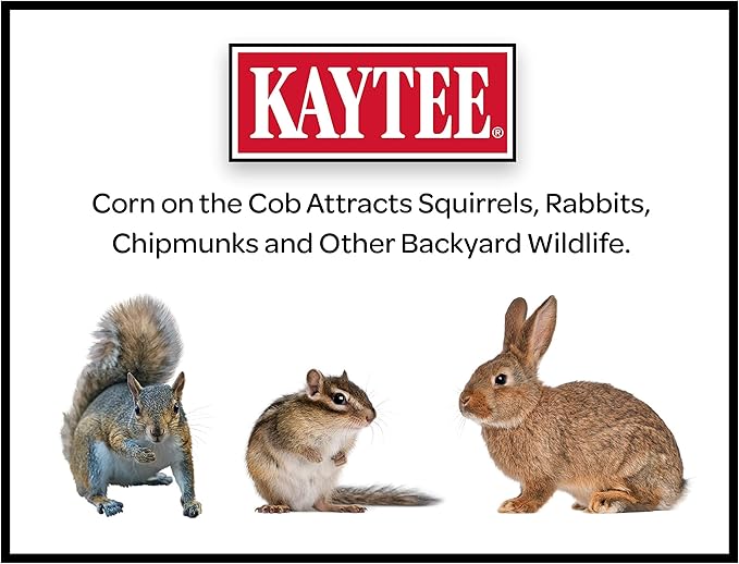 Kaytee Corn On The Cob Food for Wild Squirrels, Rabbits, Chipmunks and Other Backyard Wildlife, 6.5 Pound (Pack of 2)