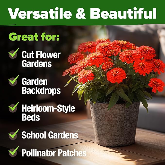 HOME GROWN Will Rogers Zinnia Seeds - 300 Zinnia Flower Seeds for Planting Outdoors - Tall Zinnia Elegans Cut Flowers - Heirloom Non-GMO Zinnia Seeds for 2026 (Zinnia Elegans)