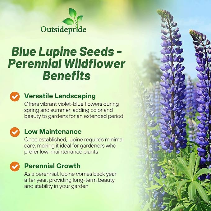 Outsidepride Wild Blue Perennial Lupine Seeds - 1/4 Lb. Self-Sowing, Cold Hardy & Frost Tolerant Wildflower Seeds for Fall Planting, Ideal for Attracting Pollinators & Hummingbirds
