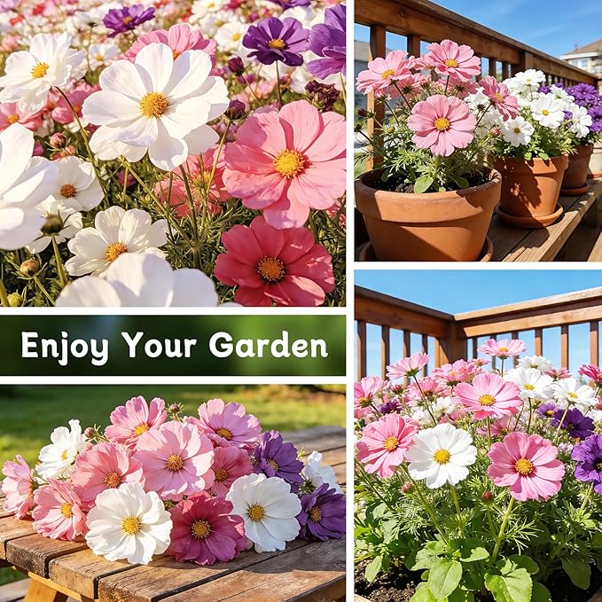 LUOJIBIE Cosmos Seeds, 4,500+ Cosmos Flower Seeds for 2026, Wildflower Seeds for Planting Outdoor Garden, Crazy Blend Mix Color, No Filler, 1.5 Oz Packet, Easy to Grow