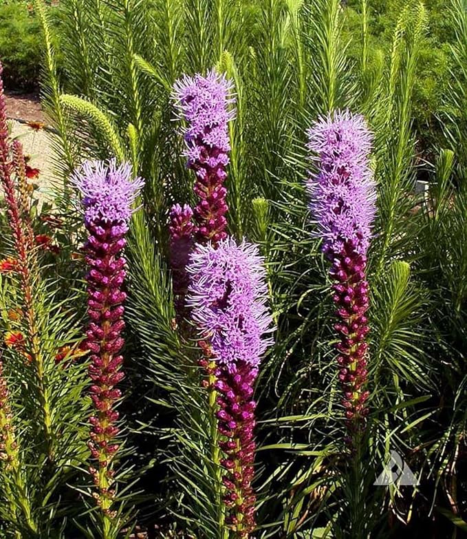 Gayfeather Seeds - Liatris Seeds, 500 Seeds, Blazing Star Plant, Vibrant Perennial Liatris, Ideal for Garden Beds & Borders, Easy to Grow, Stunning Vertical Flowers, Perfect for Landscapes