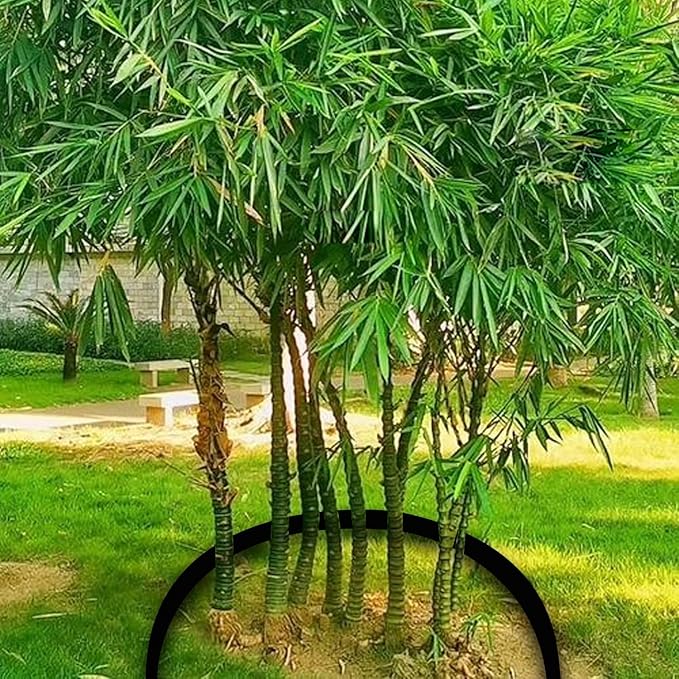 15ft x 24in x 60mil Tree Root Barrier for Landscaping & Protect Roads | Bamboo Barrier Heavy-Duty Root Blocker Rhizome Control Barrier