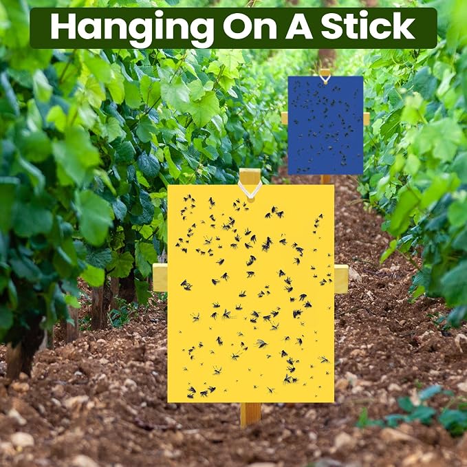 Qualirey 100 Pcs 6 x 8 Inch Sticky Traps for Plant Double Sided Sticky Trap for Gnats with Twist Ties Fly Traps for Fruit Insect Fungus Bugs Indoor Outdoor (Yellow,Blue)
