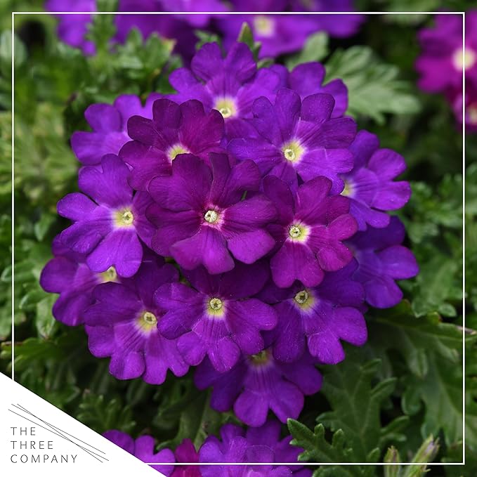 Live Flowering Verbena - Popping Purple (3 Plants Per Pack) - Healthy Flowering Plant - Beautiful Spring Color - 10" Tall by 5" Wide in 1Qt Pot