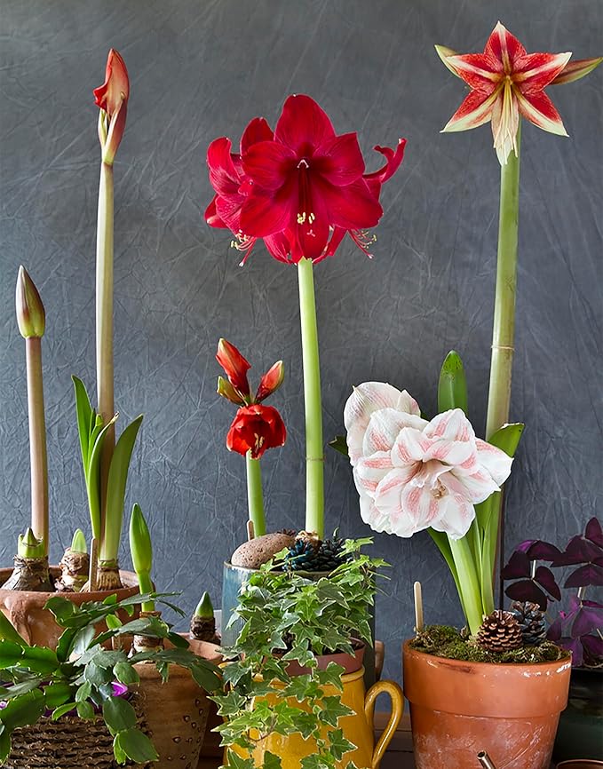 Marde Ross & Company Ferrari Amaryllis – Large Red Bare Root Bulb – 28-30 cm – 1-2 Stems with Up to 8 Flowers – Ideal for Indoor & Outdoor Planting – Stunning Floral Display