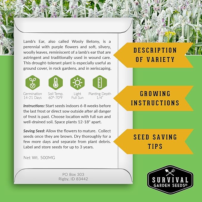Lamb's Ear Seeds for Planting - 1 Packet with Instructions to Plant & Grow Lambs Ear Plant, Shade & Drought Tolerant Wooly Betony in Your Home Garden - Non-GMO Heirloom Variety - Survival Garden Seeds