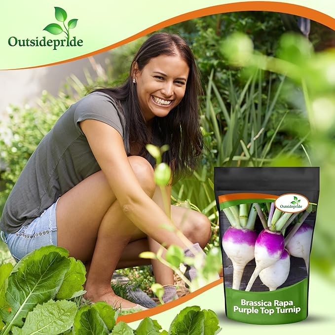 Outsidepride Purple Top Turnip Seeds - 50 Lbs High-Yield, High Protein Turnip Seed, Ideal Cover Crop, for Forage, Grazing Livestock, High Energy Deer Food Plot & Soil Improvement