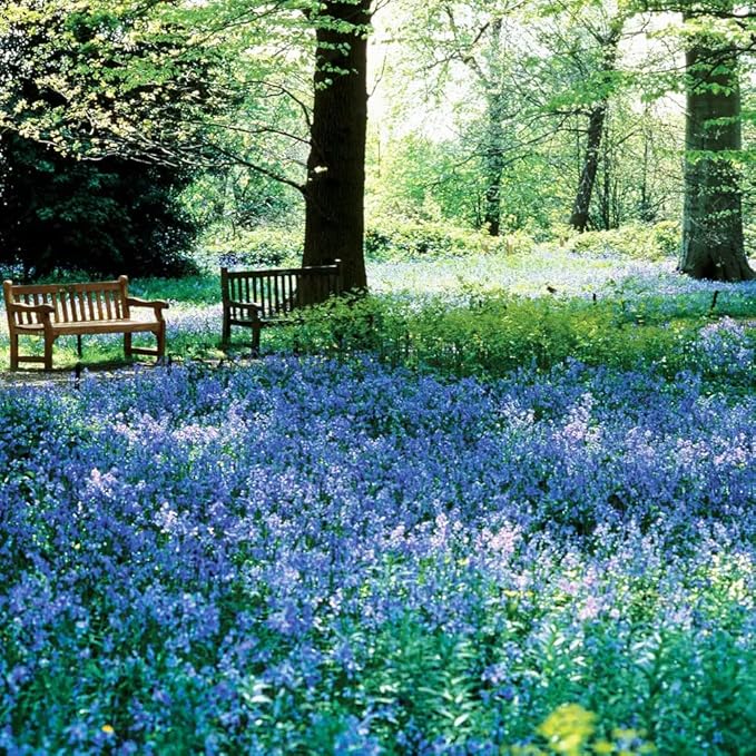 100 English Bluebell Bulbs - Hyacinthoides Non-scripta, Classic Woodland Spring Flowers, Ideal for Naturalizing and Shade Gardens