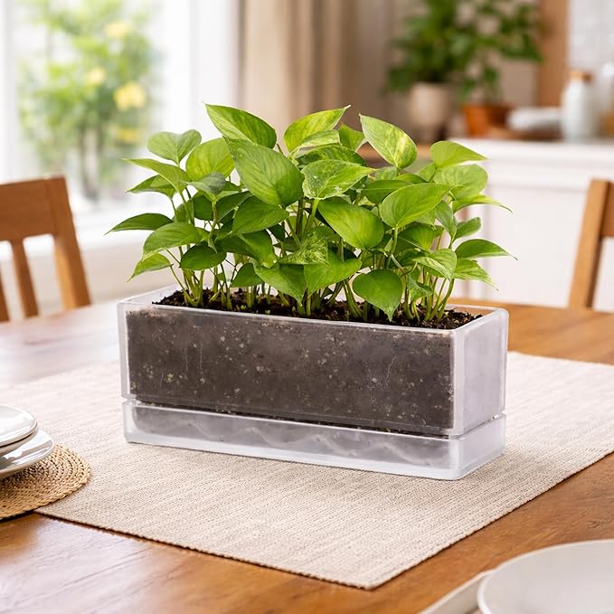 D'vine Dev 12 Inch Window Box Planter, Rectangle Acrylic Herb Planter with Drainage Holes and Saucer, Indoor Succulent Cactus Vegetable Pot for Windowsill, Garden Balcony, Clear, Set of 2, 76-X-D-2