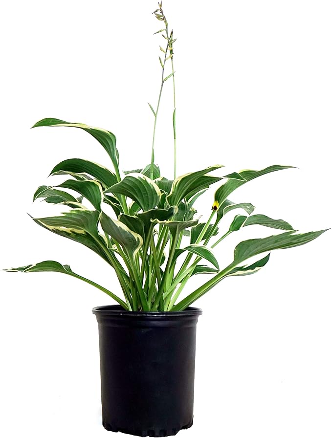 Hosta 'Francee' (Hosta) Perennial, dark green foliage with white edge, 1 - Size Container