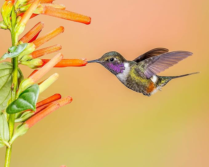 Naturesroom Birds Choice Hummerfest 12 oz Hanging Hummingbird Feeder - NP1002, Red, Plus Bonus Pack of Nectar