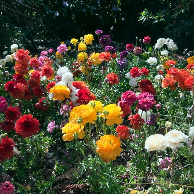Direct Gardening - Summer Flowering Ranunculus, Multi-Colored Persian Buttercup Bulbs - 10 Dormant Bare Root Bulbs per Offer