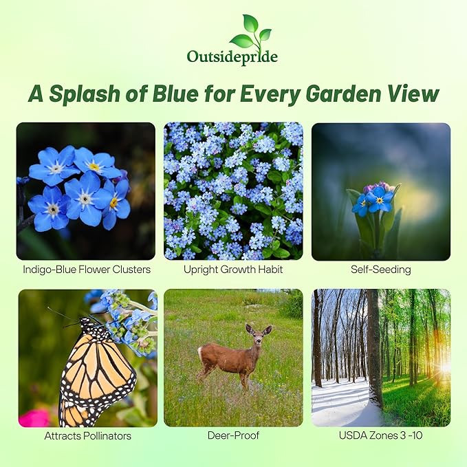 Outsidepride Cynoglossum Blue Chinese Forget Me Not Seeds - 1 Lb. Self-Sowing Annual Flower Seeds for Planting Dense Blue Blooms & Upright Growth Habit for Borders, Pollinator & Cottage Gardens