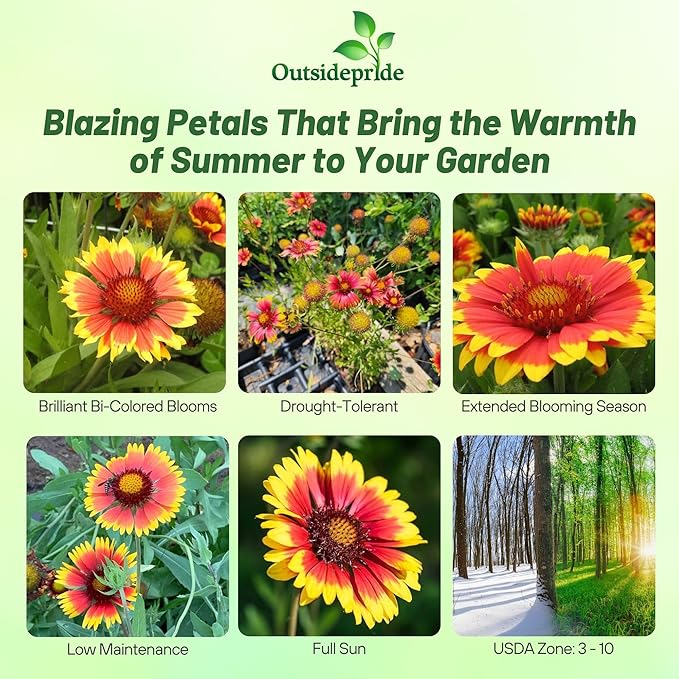 Outsidepride Gaillardia Pulchella Red Indian Blanket Seeds for Planting - 1/4 lb Annual Flower Seeds, Heat & Drought Tolerant for Xeriscaping, Borders, & Small Garden Spaces
