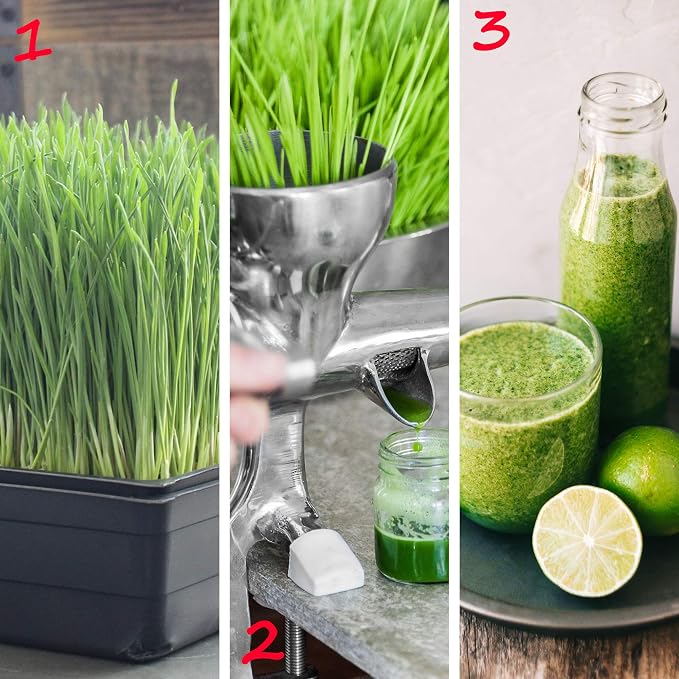 Handy Pantry 10-Pack 1020 Garden Growing Trays with Drain Holes - 10" x 20" | Plastic Plant Trays with Holes for Wheatgrass, Microgreens, Hydroponics, Nursery Flats, and Greenhouse Growing Supplies