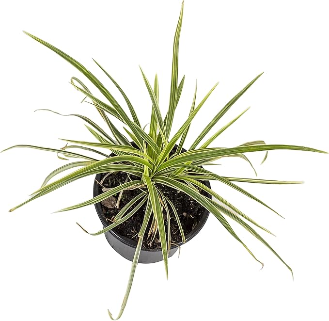 Aztec Grass Liriope Muscari, Outdoor Plants Live Ornamental Grass Plants Live Plants, Evergreen Garden Decor, Landscape Edging Liriope Plants, Flowering Plant Blooms Purple Flowers by Plants for Pets