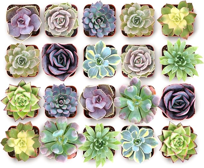 Shop Succulents Blush Rosette Succulent Plant Pack – Live Mini Rosette Succulents, Soft Pastel Colors, Low Maintenance Plants – Wedding Favors, Gifts & Home Decor, 2" Pots