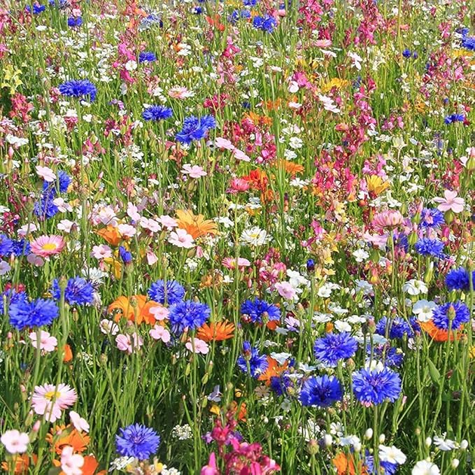 UtopiaSeeds Summer and Spring Wildflower Seed Mix - Quick Blooming - Easy to Grow