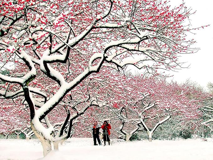 5 Pcs Artificial Plum Blossom Fake Wintersweet Long Stem Plastic Flowers Home Hotel Office Wedding Party Garden Decor 27.5'' High Red