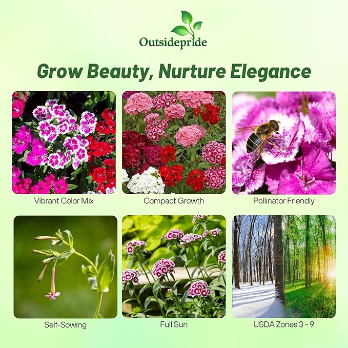 Outsidepride Sweet William Dianthus Seeds - 5 Lbs. Perennial, Winter Hardy Wildflower Seeds w/Fragrant & Vibrant Blooms, Ideal for Pollinator Gardens, Cut Flowers & Colorful Landscaping