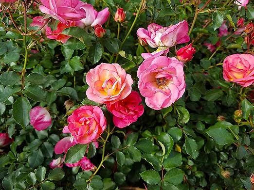 Nelson Azalea & All Acid Loving Plant Food Huge Blooms Jasmines Roses Camellias Gardenias NutriStar (15 lb.)