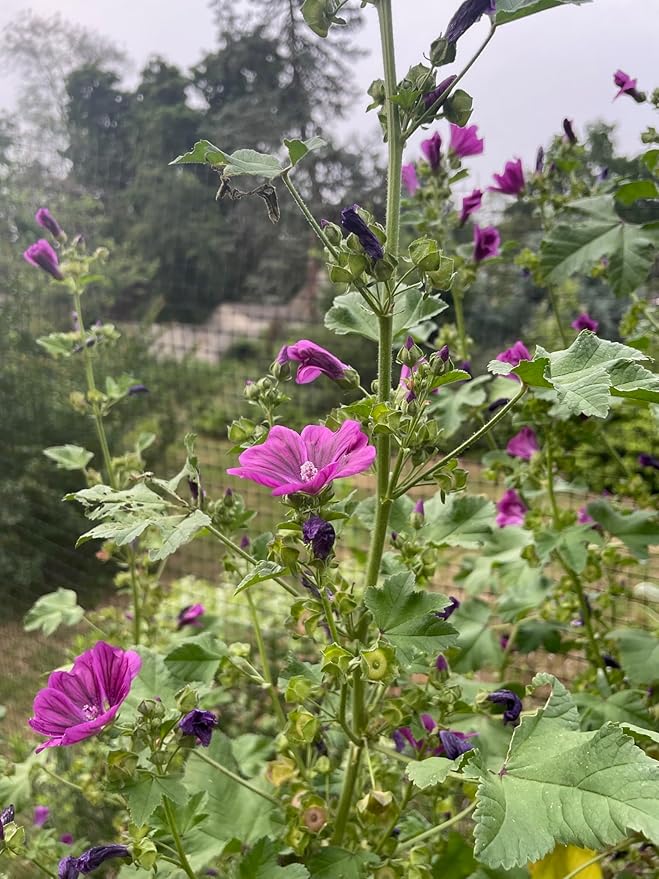 Plant Good Seed Common/Swedish Mallow Seed - Pack of 100 Heirloom Seeds for Planting Flowers - Gardening Supplies, Wildflower, Hollyhock, Herb Garden - Non-GMO, Open Pollinated, from USA