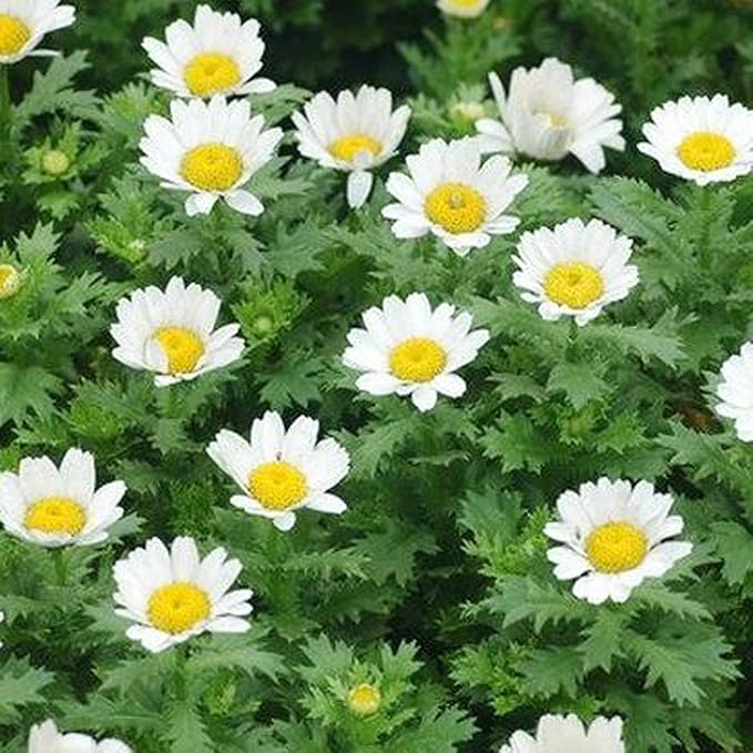 UtopiaSeeds Creeping Daisy Seeds - Annual, Full Sun Daisy - Approximately 6,000 Seeds