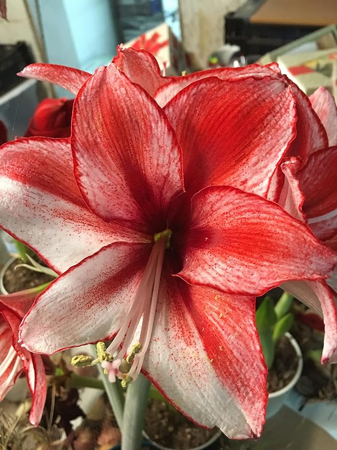 Amaryllis Charisma Holiday Gift Growing Kit. Includes: Big Charisma Bulb, Plastic Pot and Saucer, and Professional Growing Medium…