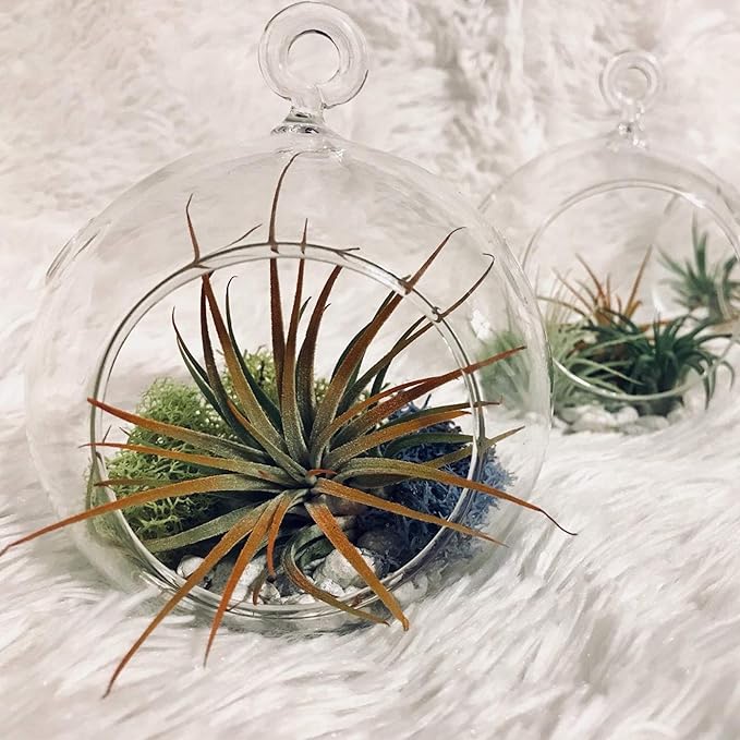 WGV Hanging Terrarium Globe, Width 6", Height 6.5", DIY Air Succulent Planter, Clear Glass Vase Orb with Flat Bottom, Candle Holder for Windowsill Outdoor Garden Decor, 1 Piece