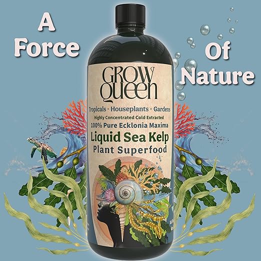 Organic Liquid Kelp & Seaweed Extract Prop Drop (Ecklonia Maxima) – Root + Plant Growth Hormone & Root Plant Food for Water Propagation, Hydroponics & Soil – 8oz 55 Gallons