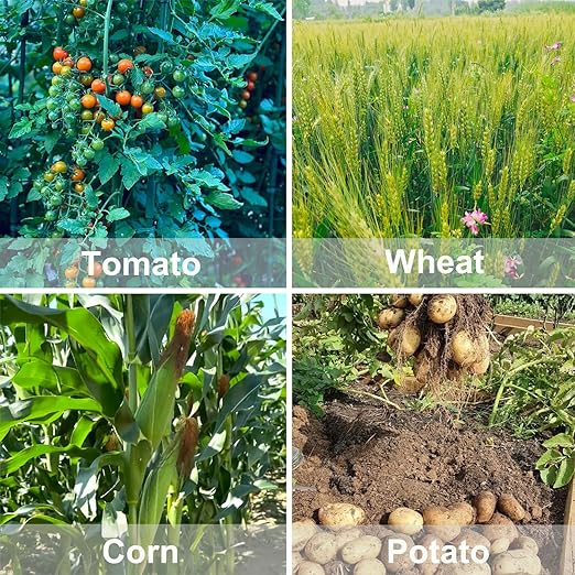 20-20-20 All Purpose Fertilizer, Indoor Plant Fertilizer, Plant Food for Houseplants, Boost Stem & Leaf Growth, Improves Root Health, Promote Large Flower Blooming & Fruit Growth（1LB）