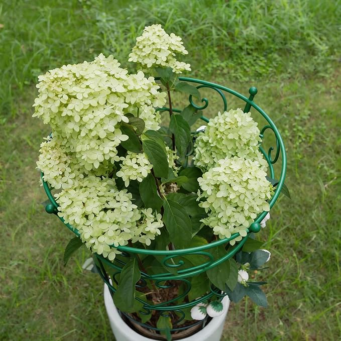 24.6" Peony Support Heavy Duty Garden Cage for Peonies, Dahlias & Hydrangeas - Durable Metal Plant Support for Outdoor Garden Flowers & Landscape Decoration | Easy Installation for Gardeners